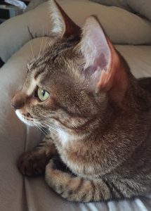じ〜っと見る猫の目線