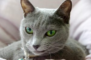 目力のある猫